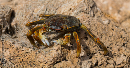 Grapsus albolineatus is a species of decapod crustacean in the family Grapsidae. Crab, on a reef rock. Fauna of the Sinai Peninsula. photo