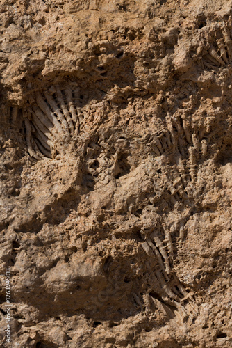 Fossil corals of the Red Sea. Ancient creatures, turned into stone. Reef corals. photo