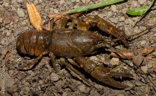 Astacus astacus, the European, noble, or broad-fingered crayfish. A female arthropod. photo