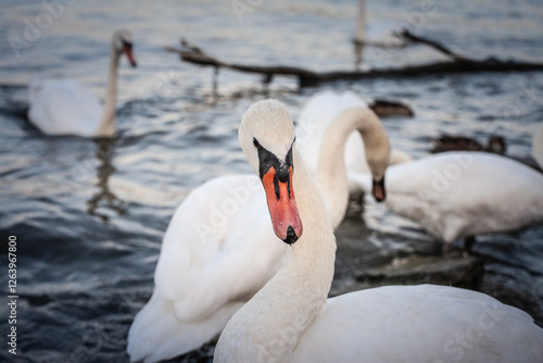 White swans gather on the Danube River in Belgrade, Serbia, as one elegant bird in focus highlights the selective blur technique. Swans, or cygnus, are a white bird from European rivers.
