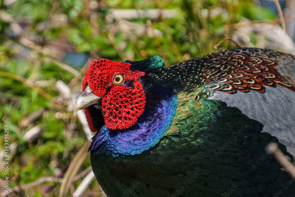 Close up image of Male Japanese green pheasants (Phasianus versicolor)