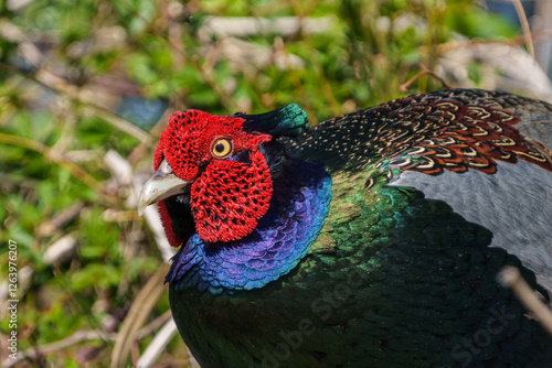 Obraz na płótnie Close up image of Male Japanese green pheasants (Phasianus versicolor) w salonie