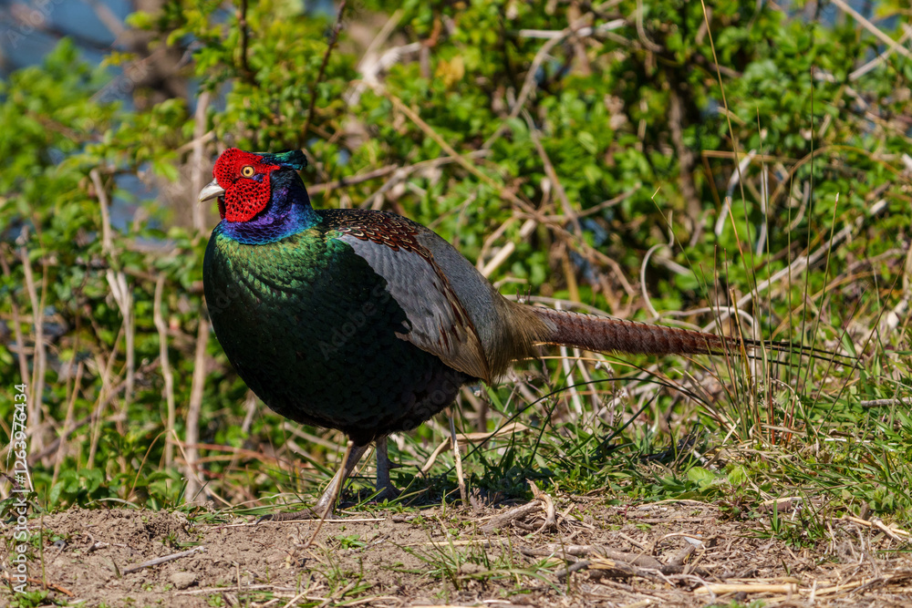 Japanese green pheasants (Phasianus versicolor) walk in fields