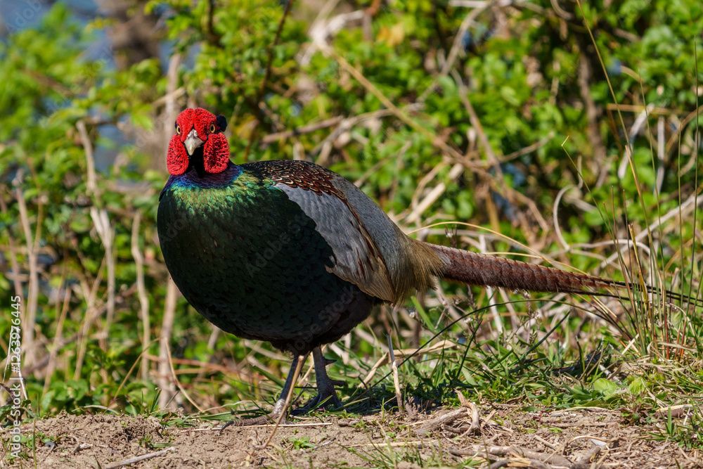 Japanese green pheasants (Phasianus versicolor) walk in fields