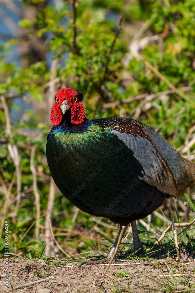 Japanese green pheasants (Phasianus versicolor) walk in fields