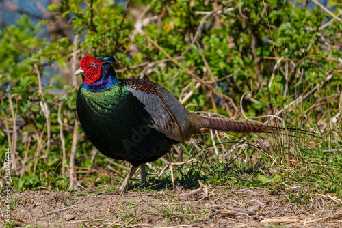 Obraz na płótnie Japanese green pheasants (Phasianus versicolor) walk in fields w salonie