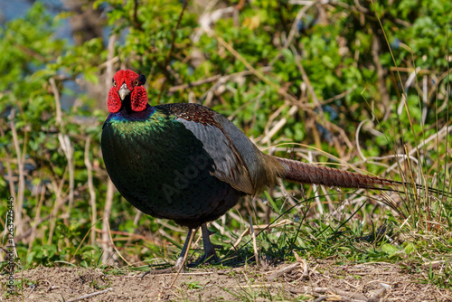 Obraz na płótnie Japanese green pheasants (Phasianus versicolor) walk in fields w salonie