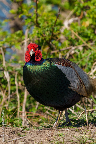 Obraz na płótnie Japanese green pheasants (Phasianus versicolor) walk in fields w salonie