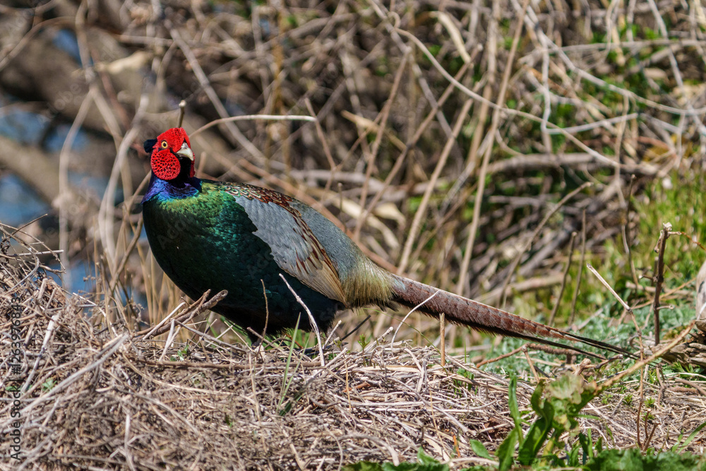 Japanese green pheasants (Phasianus versicolor) walk in fields