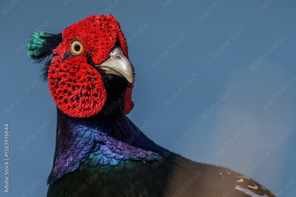 Close up image of Male Japanese green pheasants (Phasianus versicolor)