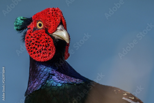 Obraz na płótnie Close up image of Male Japanese green pheasants (Phasianus versicolor) w salonie