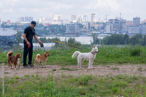 A Caucasian man walks with three dogs. Dog walker. photo