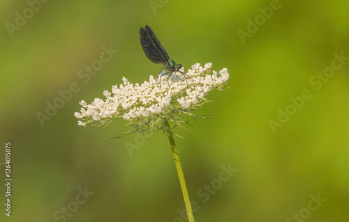 Damselfly On Queen Anne's Lace photo