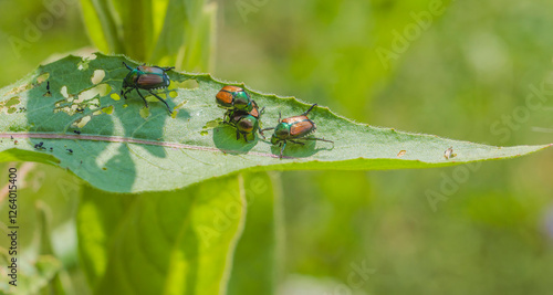 Japanese Beetles On A Leaf