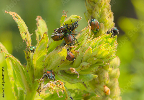 Japanese Beetles On A Plant photo