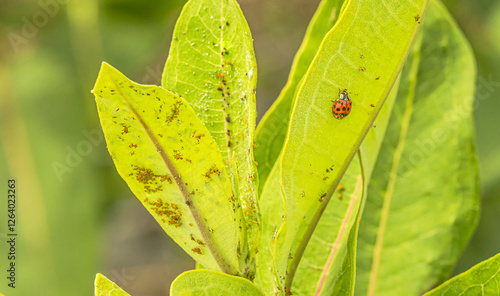 Lady Bug And Aphids On Milkweed photo