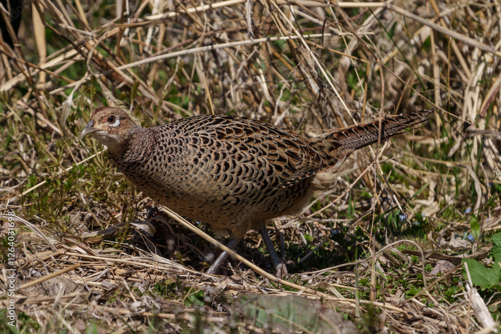 Female Japanese green pheasants (Phasianus versicolor) walk in fields