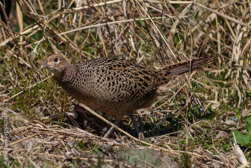 Obraz na płótnie Female Japanese green pheasants (Phasianus versicolor) walk in fields w salonie