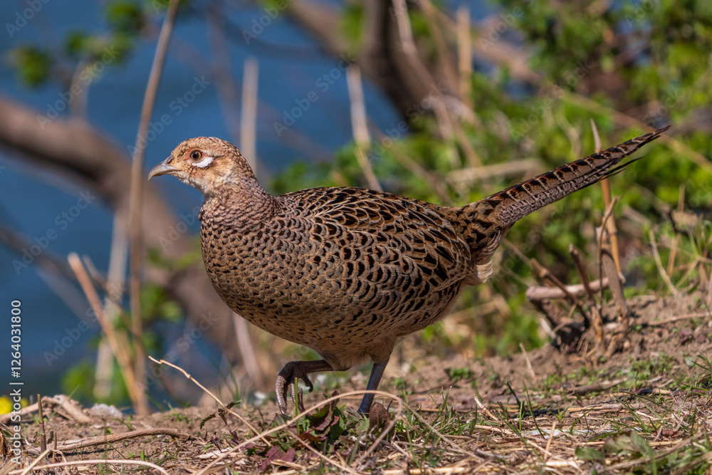 Female Japanese green pheasants (Phasianus versicolor) walk in fields