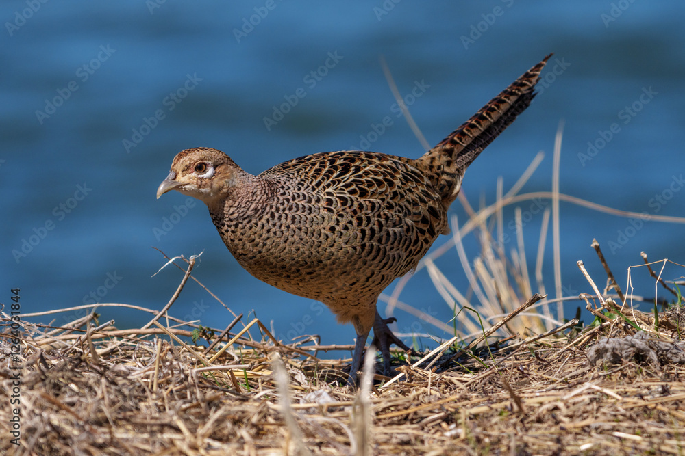 Female Japanese green pheasants (Phasianus versicolor) walk in fields