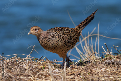 Obraz na płótnie Female Japanese green pheasants (Phasianus versicolor) walk in fields w salonie