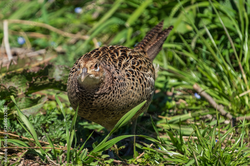 Female Japanese green pheasants (Phasianus versicolor) walk in fields