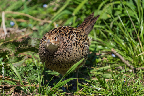 Obraz na płótnie Female Japanese green pheasants (Phasianus versicolor) walk in fields w salonie