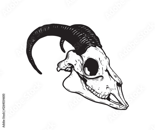 Goat Skull Digital Hand Drawn Line art Sketch Vector illustration in Retro Engraving Style. High Detailed Vintage Vector Illustration. Dramatic and detailed artwork of a black-horned goat skull. 