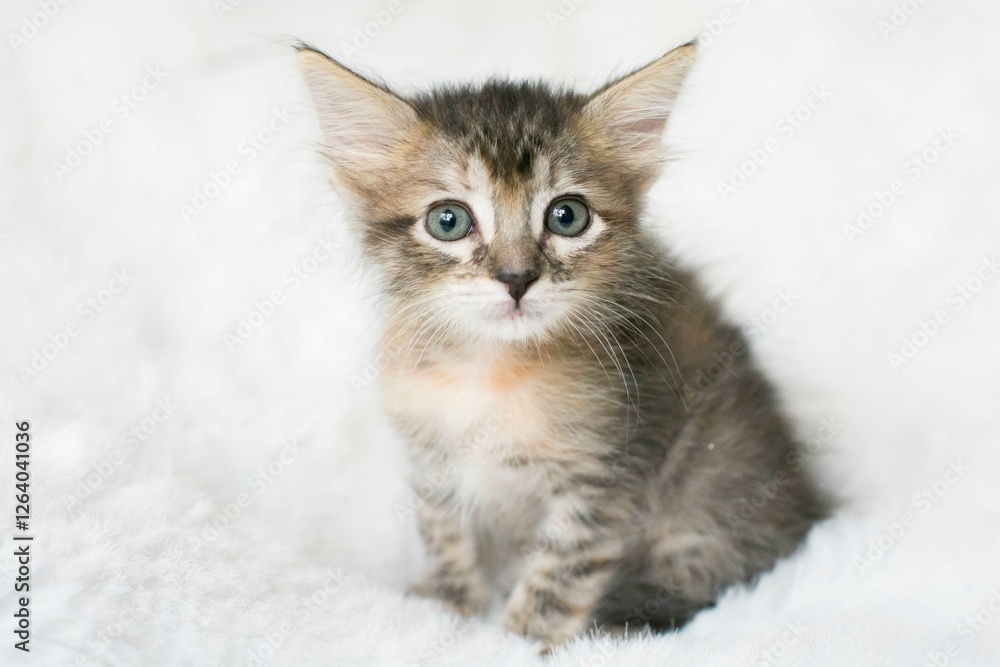 Cute little kitten on a white background. Selective focus. Cute little kitten on a white background. Selective focus.