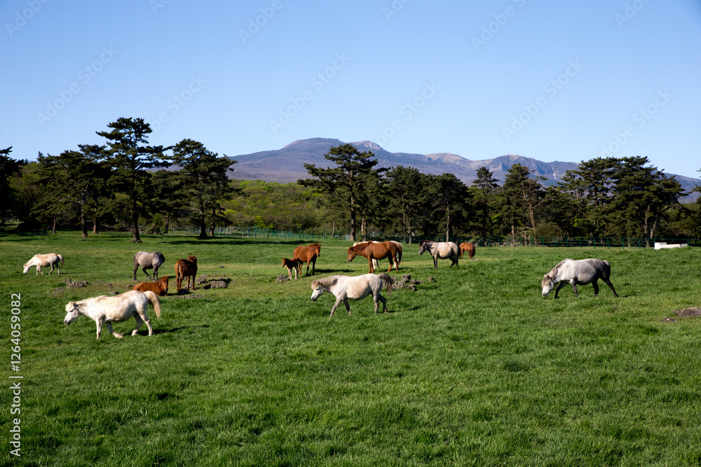 Fototapeta premium Jeju Ranch
