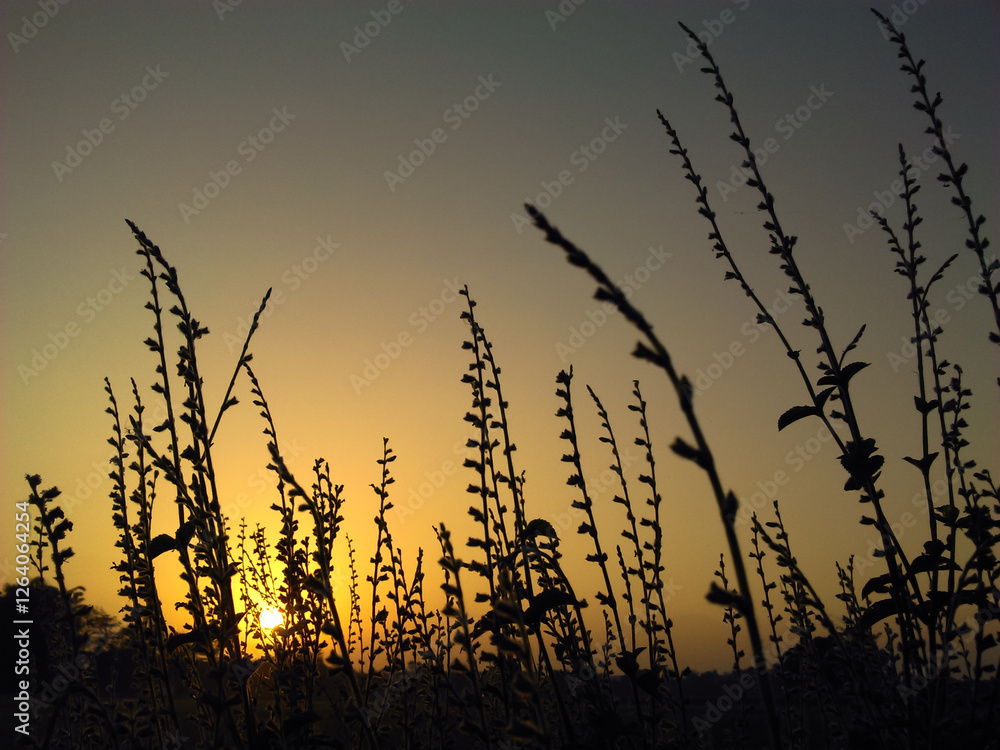 sunset in the grass sunset in the grass