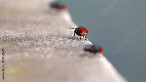 A close-up front view of a large blowfly (Chrysomya megacephala), also known as the Oriental latrine fly or Oriental bluebottle, resting on an outdoor wall, showcasing insect activity.