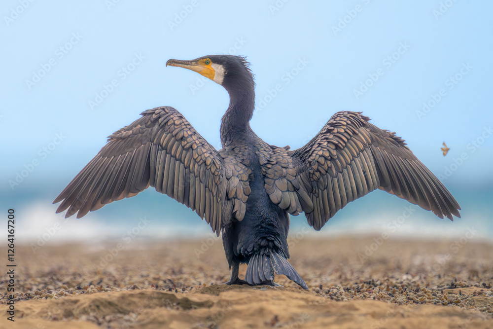 A wild great cormorant (Phalacrocorax carbo) with wings outstretched perched on a rocky outcrop with crashing waves and blue sky in background