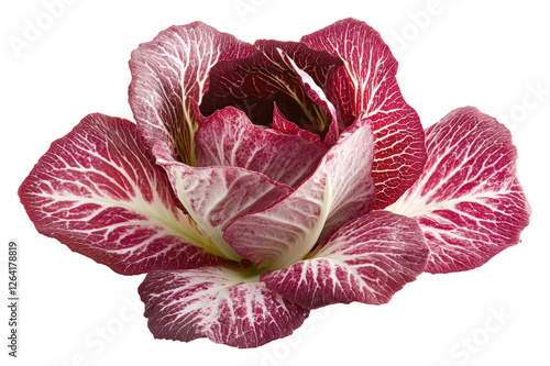 Vibrant radicchio lettuce garden natural setting top view isolated on transparent background photo