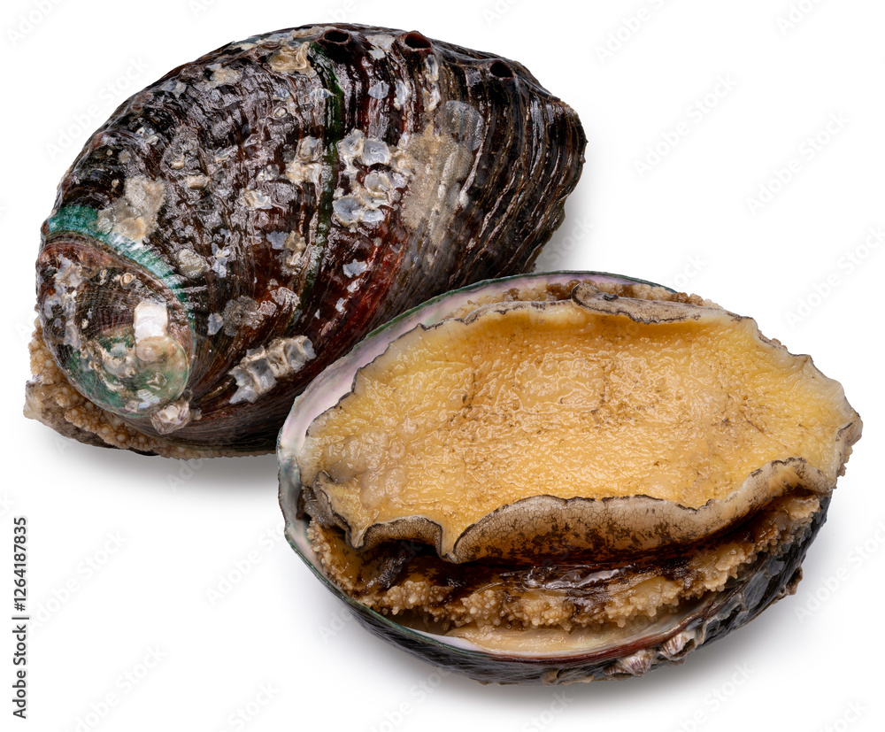 Fresh Abalones with Shells isolated on white background, Fresh Awabi Abalones white background PNG File. Fresh Abalones with Shells isolated on white background, Fresh Awabi Abalones white background PNG File.