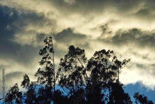 Eucalyptus trees in silhouette at sunset, in Cotacachi, Ecuador photo