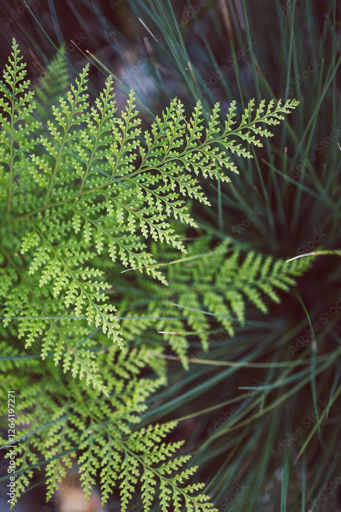 young green fern with new leaves, close-up young green fern with new leaves, close-up