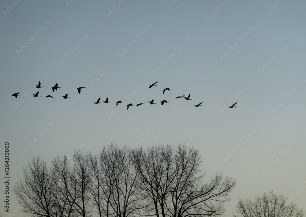 flock of geese in flight