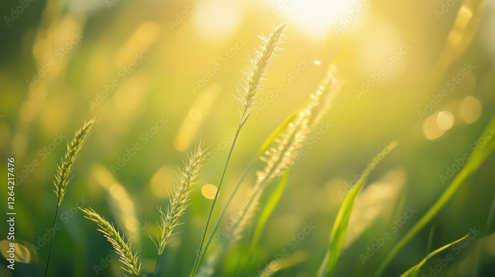Tranquil Tranquility: Macro Beauty of Wild Grasses in Sunny Meadow Reflecting Nature's Simplicity and Springtime Serenity Tranquil Tranquility: Macro Beauty of Wild Grasses in Sunny Meadow Reflecting Nature's Simplicity and Springtime Serenity