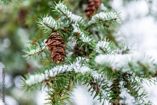 Winter Snow On Fir Tree photo