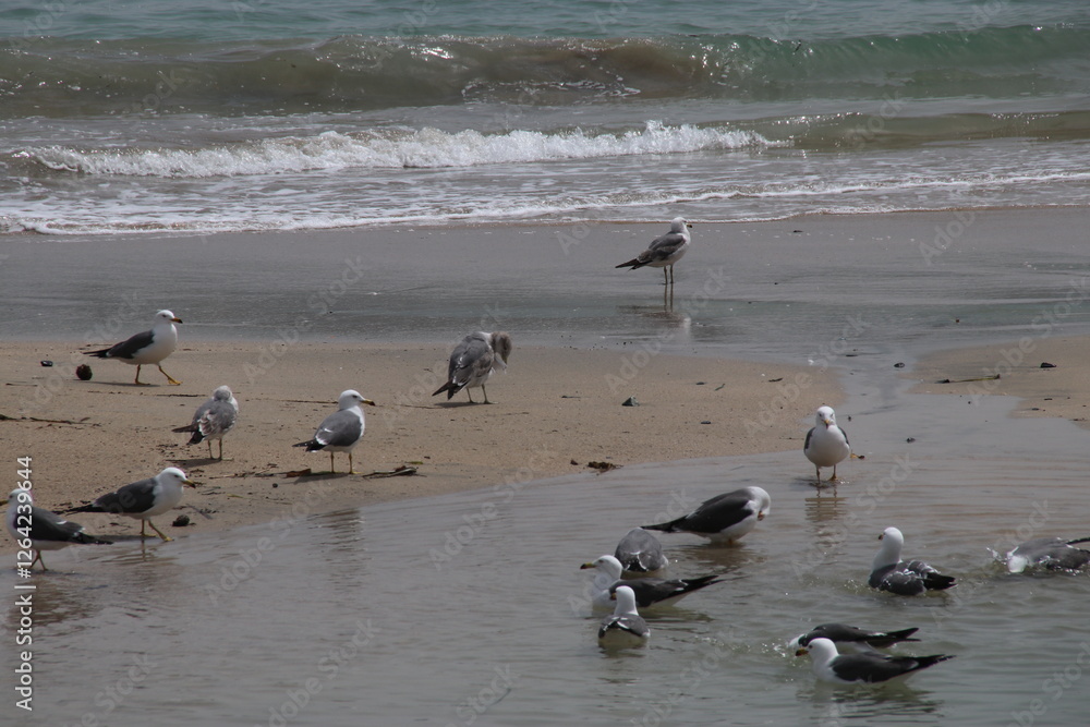 Fototapeta premium ウミネコ