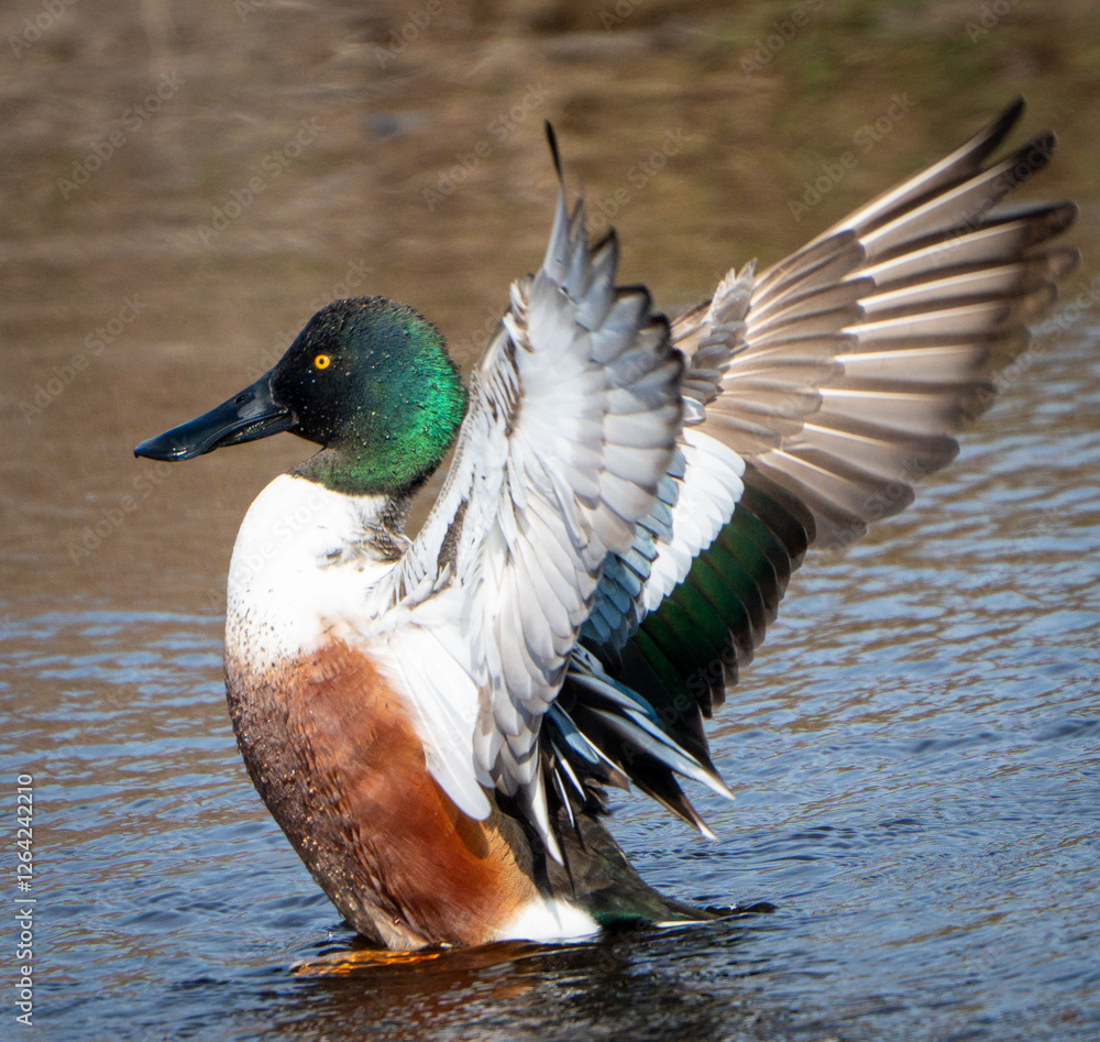 Obraz premium A northern shoveler duck spreads its wings while standing in the water. It has an iridescent green head, a large black bill, and colorful plumage with white, brown, and green feathers