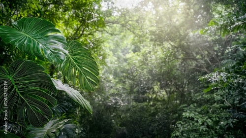 Lush Rainforest Jungle  Monstera Leaves  Tropical Foliage  Sunlight  Green Nature Backgrou