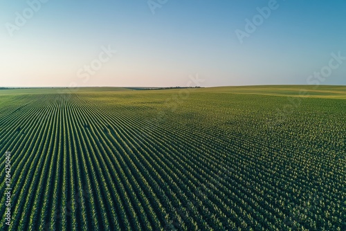 Aerial view of lush cornfield expansive farmland high-resolution image sunny environment bird's eye perspective agricultural beauty and corn growth photo