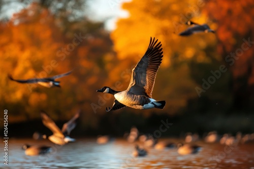 Canada geese flying over a lake during autumn with trees changing color in background photo