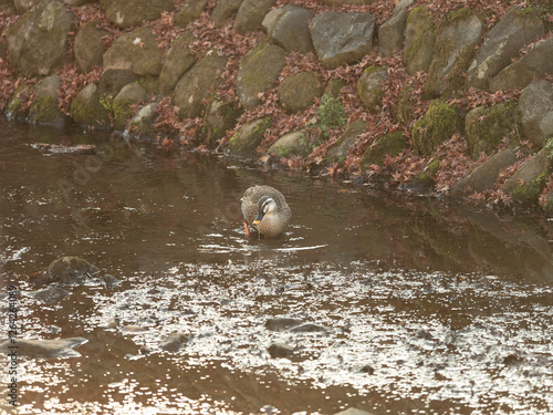 奈良公園吉城川のカルガモ photo