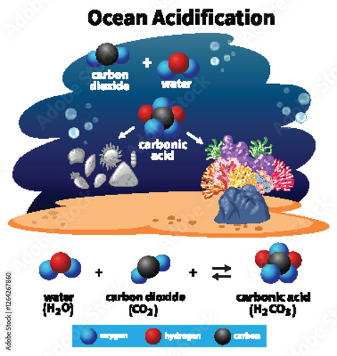 Understanding Ocean Acidification Process