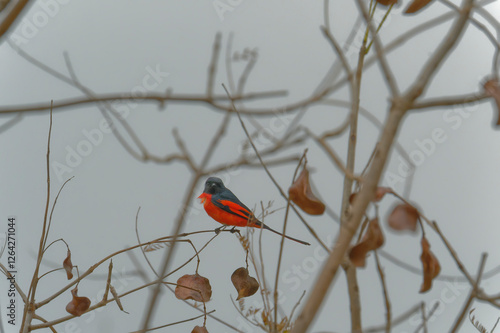 Scarlet Minivet on the branch photo