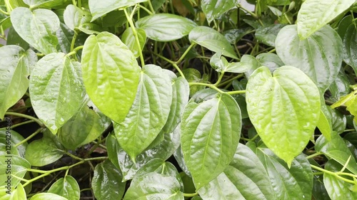 Betel Green Leaves After The Rain With Morning Dew Drops