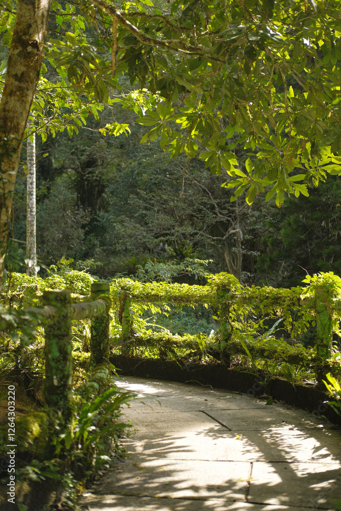 Fototapeta premium path in the forest
